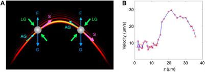 Direct Observation of Axial Dynamics of Particle Manipulation With Weber Self-Accelerating Beams